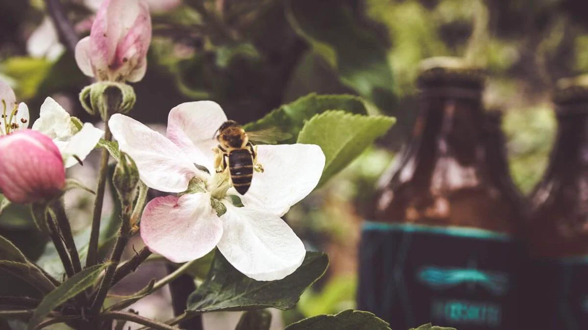 Biene+Moskito-Cider